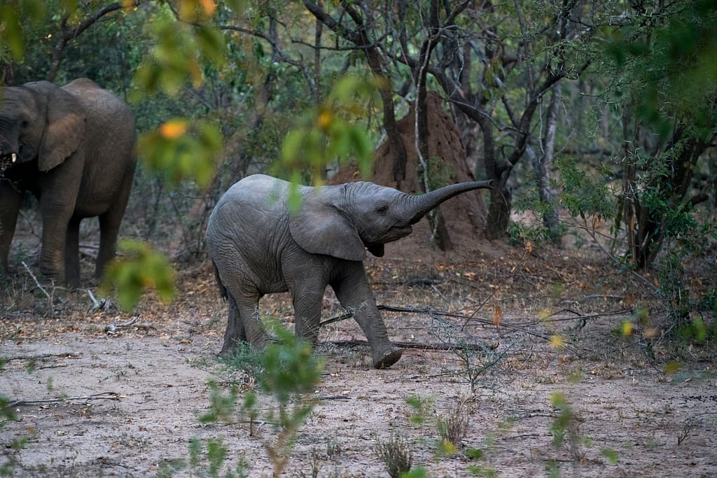 elephant safari in jaipur Discover the Charm of Elephant Safari in Jaipur, India | Elefanjoy