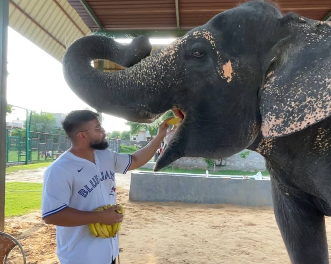 elephant ride in jaipur