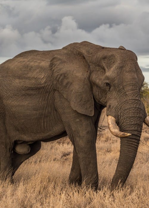 marcus lofvenberg FgW0M1ybeh8 unsplash 1 Elephant Rides Worldwide: A Majestic Journey with Elefanjoy