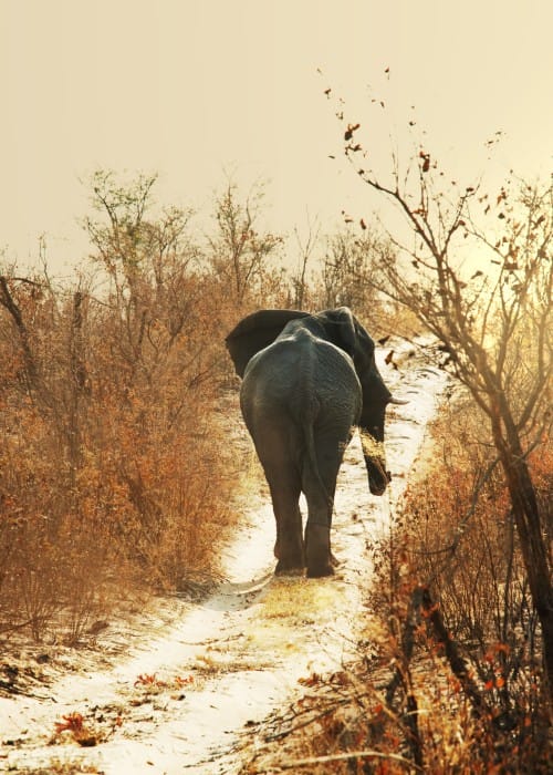 Jaipur elephant adventures