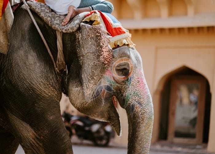 elephant activites Unforgettable Elephant Activities in Jaipur with Elefanjoy