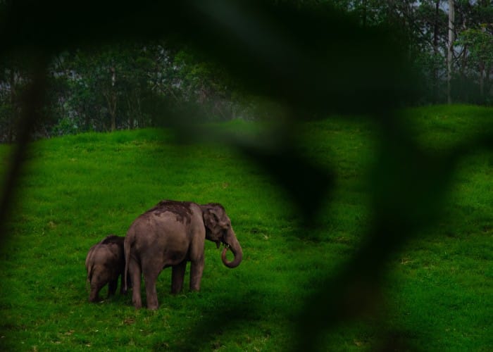 elephant sanctuaries in india Exploring Elephant Sanctuaries in India: A Journey with Elefanjoy