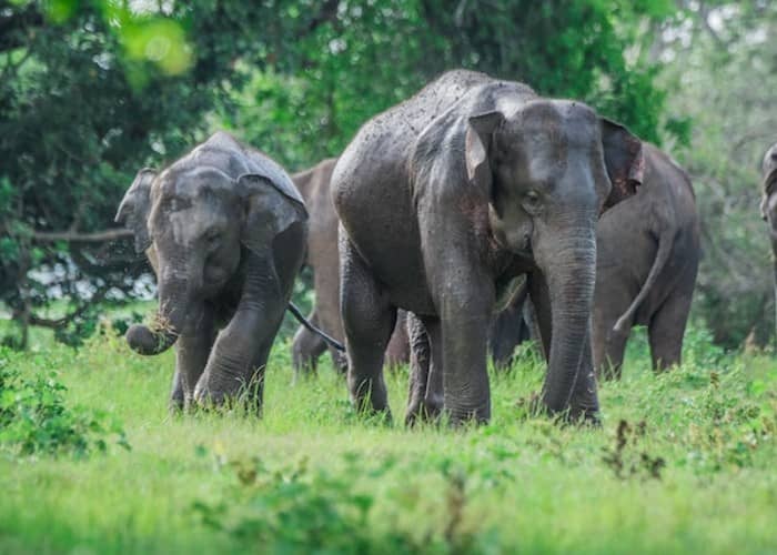 elephant sanctuary Unforgettable Elephant Sanctuary in Jaipur - Experience Elefanjoy's Unique Elephant Village