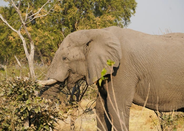 elephant trekking in jaipur Discover Elefanjoy: Unforgettable Elephant Trekking Adventures in Jaipur
