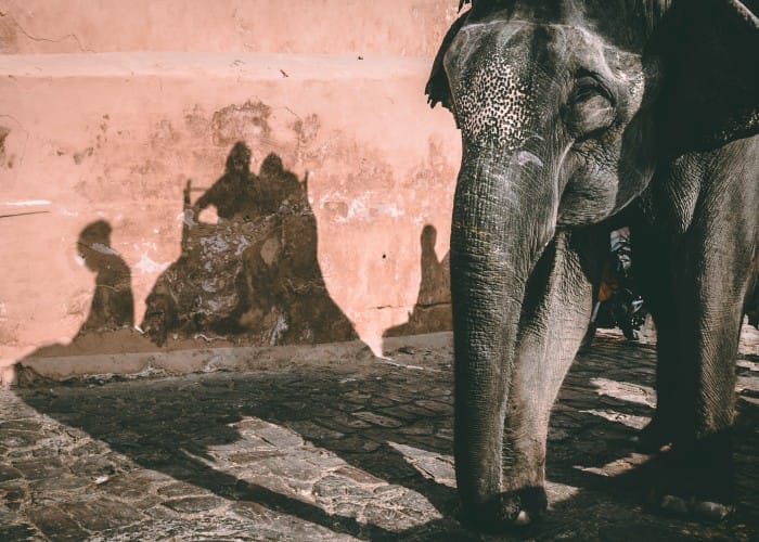 elephant riding in jaipur Elephant Riding in Jaipur, India | Elefanjoy - Unforgettable Experiences